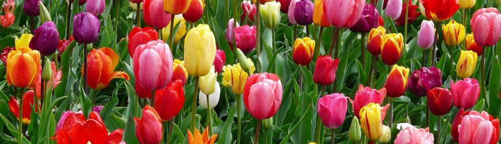 Mx. Chris Paige, M.Div.